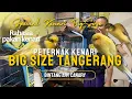 Lagu Kondisi peternakan kenari BIG SIZE Tangerang. #kenari #rasmi #kenariimport #canary #kenarigacor