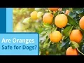 Are Oranges Safe for Dogs