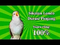 Download Lagu Masteran Sikatan Londo Durasi Panjang | Suara Burung Sikatan Londo | Masteran burung lomba