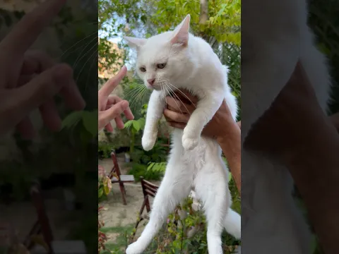 قطتي بقالها معانا سنة 🐈⬛ وبجهز له احلي مفاجأة 🐈 شريكة حياته جاية في الطريق ووداعاً للعزوبية 😸