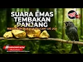Download Lagu Srigunting Abu Abu Gacor Isian Cililin Greja Necret Panjang Kunti Cungkok Puanjang Masteran Murai Jo