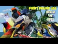 Download Lagu suara pikat burung kecil terbaik terbukti kutilang ribut kombinasi burung kecil ribut