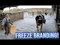 What Happens When You Freeze Brand a Cow