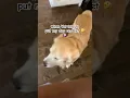 Download Lagu Dierenarts vertelde me dat ik mijn hond op dieet moest zetten, MAAR 😂....🐾 Hondenmoederleven