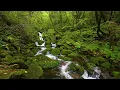 Stream in the Beautiful Green Forest, Nature Sounds, Birds Singing