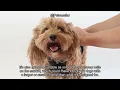 BellyGuard Recovery Suit for Dogs Review Comfort Protection for Post-Op Recovery
