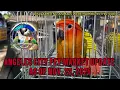 Lagu Angeles City Pet Market update as Nov. 22, 2025 #africanlovebirds #petmarket #pasabuy #subscribe