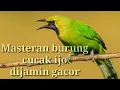 Lagu MASTERAN CUCAK IJO FULL TEMBAKAN, DIJAMIN NYAUT #burungcucakijo