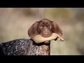 Labrador Retriever and German Shorthaired Pointer Puppy Retrieving tips