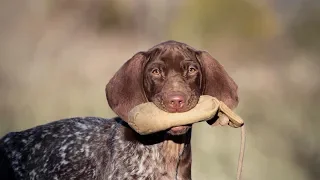 Labrador Retriever and German Shorthaired Pointer Puppy Retrieving tips