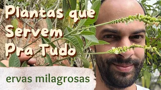 10 Ervas Medicinais MILAGROSAS Fáceis de Cultivar