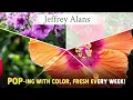 Jeffrey Alans Pop-Up Garden Center Jingle