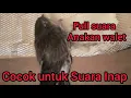 SUARA INAP WALET - SUARA INAP - SUARA ANAKAN WALET FULL