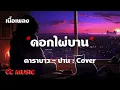 ดอกไผ่บาน - คาราบาว - ปาน - (เนื้อเพลง) #เพลงฮิตในtiktok