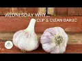 Wednesday Why Why We Clip Clean Garlic