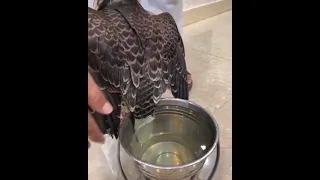 طرح اليوم طريقه فك تيب الطيور بشكل الصحيح 