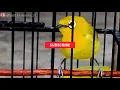 Download Lagu MASTERAN BURUNG PLECI NEMBAK NGEROLL 100%GAMPANG DI INGAT