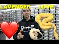 Worlds first Super Enchi Super Asphalt Lavender Featured Morph