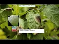 HARNESSING DEEP LEARNING FOR ACCURATE PLANT LEAF DISEASE DETECTION AND MANAGEMENT IEEE projects