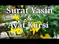 Download Lagu SURAT YASIN & AYAT KURSI Chap.2 ~~~ dilengkapi dengan, tulisan arab & terjemahan.