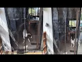 Yotache Magnetic Walk Through Screen Door Review