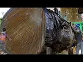 Download Lagu Kan niet worden gesneden || Het hardste en meest gekke hout ter wereld || Zagerij