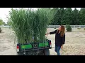 Planting the Most Glorious Ornamental Grasses Garden Answer