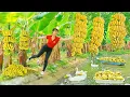Download Lagu Rewind Timelapse: Harvesting and Transporting 1000+ Bananas with a Rusty Handcart