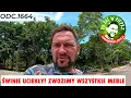 Download Lagu Świnie uciekły! Zwozimy wszystkie meble z nowej chaty.Odc.1664