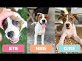 Jovie June Eddie Everett Clyde Crew Sweet playful well-socialized puppies