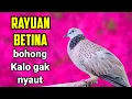 DERKUKU BETINA MEMANGGIL JANTAN ASLI PASTI LANGSUNG NYAUT