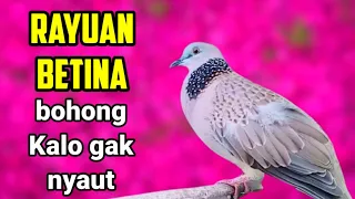 derkuku betina memanggil jantan asli pasti langsung nyaut