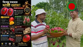 বাংলাদেশে চাষ হচ্ছে বিশ্বের সবচেয়ে দামী আম!জাপানের মিয়াজাকি (সূর্যডিম) আমের অবিশ্বাস্য গল্প।