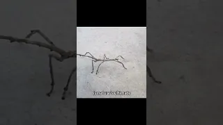 This Dancing Bug is Taking the Internet by Storm