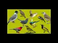 Download Lagu suara pikat burung kebon. jamin nempel ampuh .bisa di tes langsung di kebon .#burcil #pemikatburung