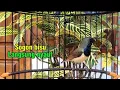 Download Lagu Sogon pendiam Dan malas bunyi di jamin langsung nyaut pancingan sogon Agar cepat bunyi