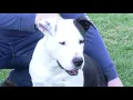 Spaying And Neutering Importance PKG