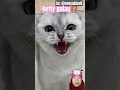 Download Lagu KETTY GALAU⁉️🐕🐕🤣😅🤣😅#shortvideo #shorts #animals #cat #asmr #satisfying #mama #galau #seru #main #diy