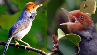 burung prenjak gacor di alam liar pedesaan prenjak batu gacor shorts burung duniaburungindo