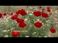 محمد عبده - من بادي الوقت - شعبيات