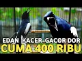 Download Lagu BUSET !! KACER GACOR DOR SEPERTI INI CUMA DIJUAL 400 RIBUAN DI PASAR BURUNG PRAMUKA
