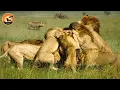Lagu Savannah's heftigste leeuwengevechten ooit gefilmd | Dierendocumentaire