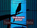 Download Lagu Tembakan Murai Batu Speed Rapat