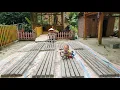 Download Lagu How to make reinforced concrete posts for fence posts around the farm - Lý Thị An