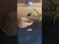 Download Lagu This Hornet Shocked the Internet 🐝