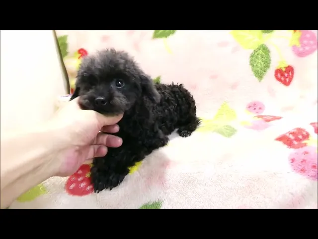 動画