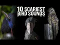 Lagu 10 SCARIEST BIRD SOUNDS IN THE WORLD!!