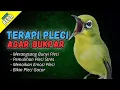 Semua Pleci Pasti Langsung Ikut Bunyi Ngalas - Terapi Pleci Agar Buka Paruh