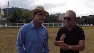 cavalo campolina torneio de marcha