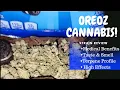 Oreoz Cannabis Strain Review Medical Benefits More